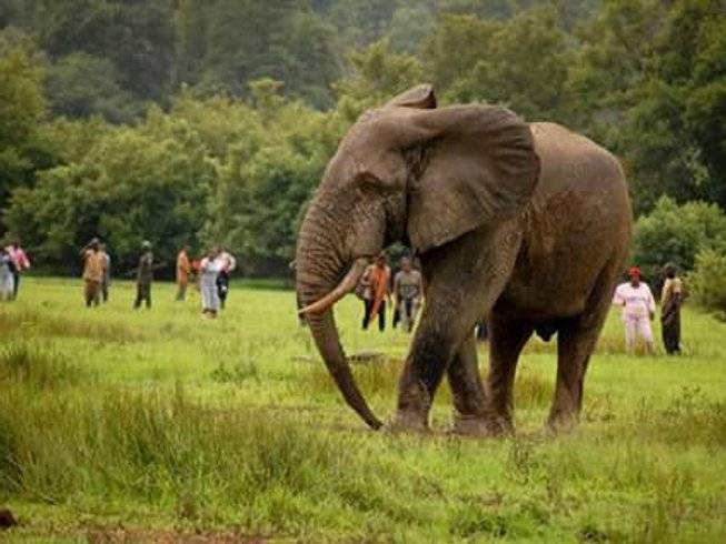 elephant-safari-mole-national-park-ghana
